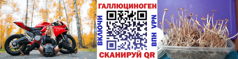 Галлюциногенные грибы Psilocybine cubensis даркнет сайт Азнакаево